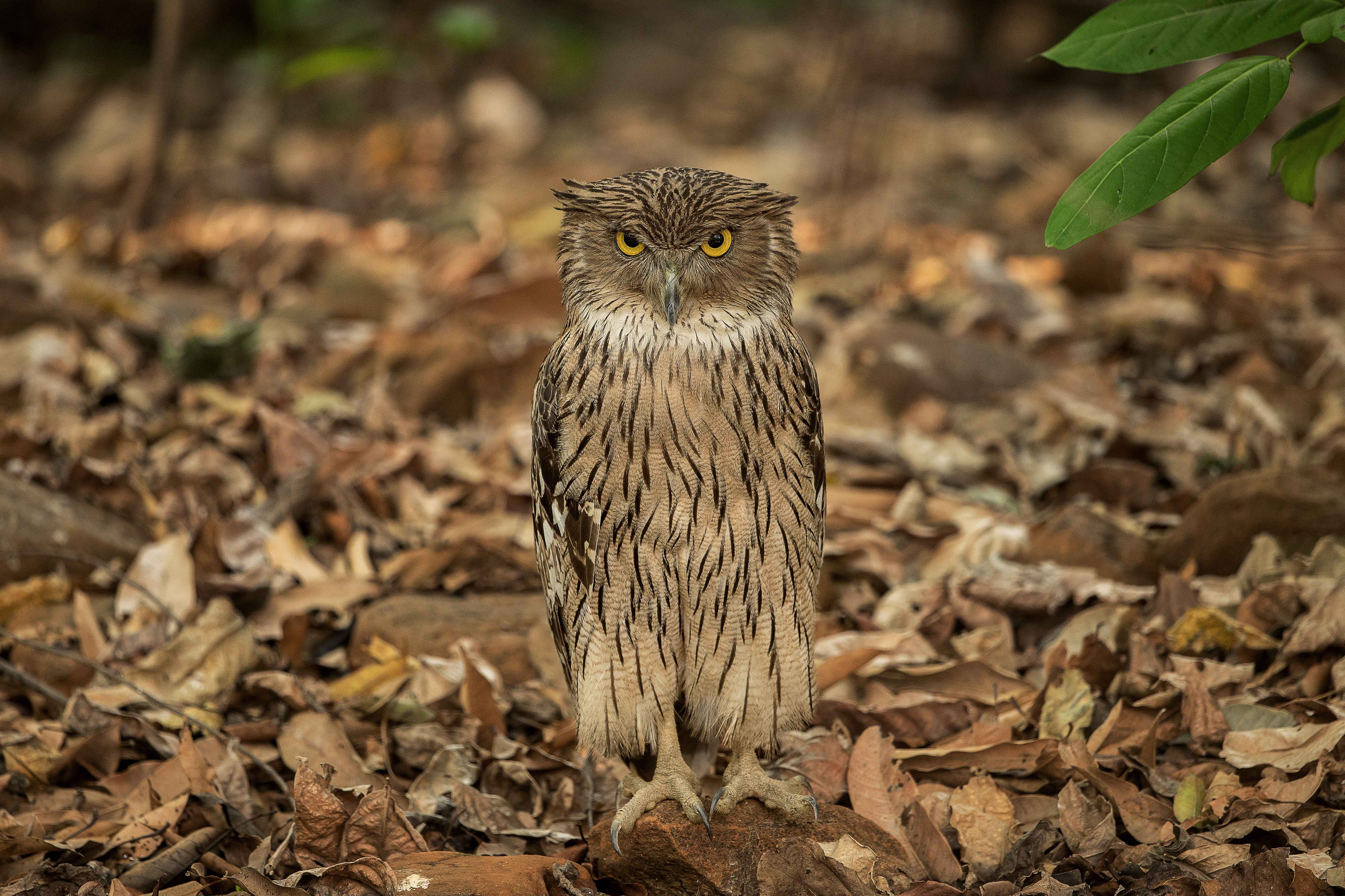Brown Fish Owl